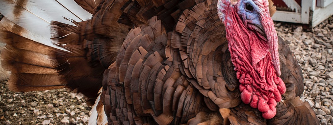 North Carolina Plant Converts Turkey Waste to Energy