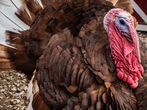 North Carolina Plant Converts Turkey Waste to Energy